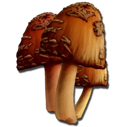 Zeldzame Paddenstoel