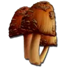 Coleta de Cogumelo Raro