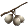 Récolte de Stimberry