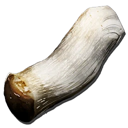 Pilzholz