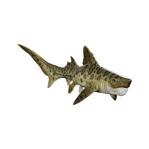 Hélicoprion