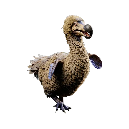 Dodo