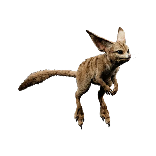 Jerboa Esquelético