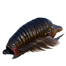 Leech