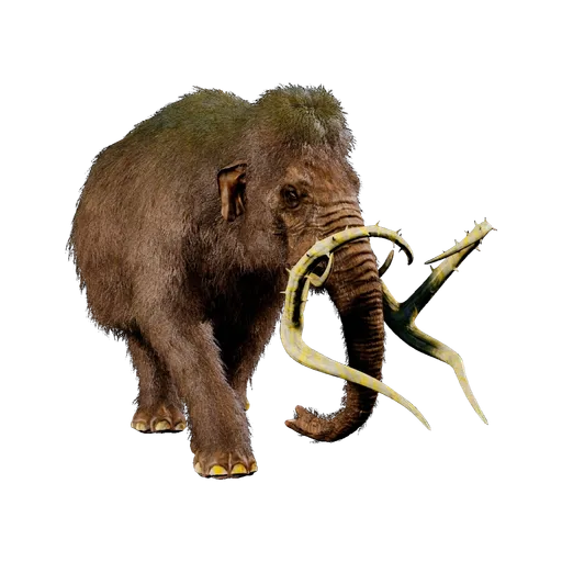 Mammouth
