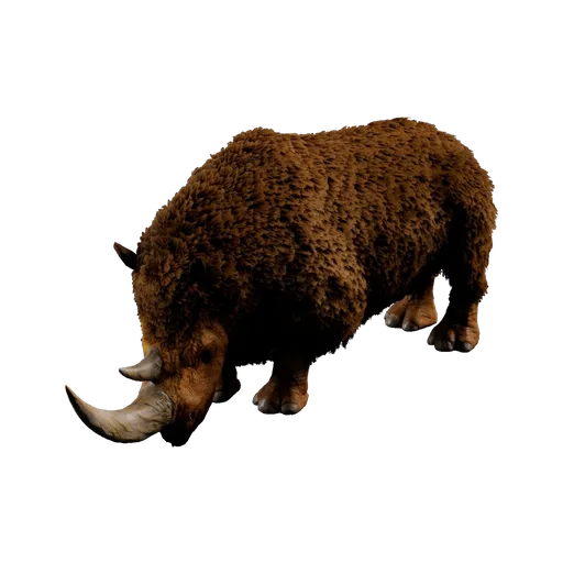 Wolharige Neushoorn