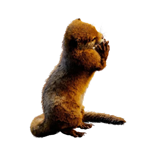 Nutria