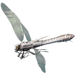 Aberrant Meganeura