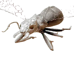 Titanomyrma Soldat