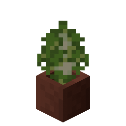 Potted Birch Sapling