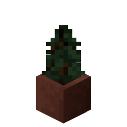 Potted Spruce Sapling