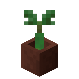 Potted Mangrove Propagule