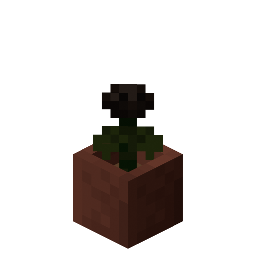 Potted Wither Rose