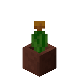 Potted Orange Tulip