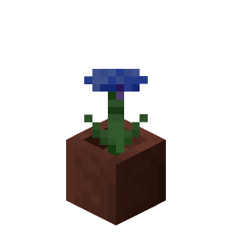Bleuet en pot