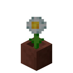 Potted Oxeye Daisy