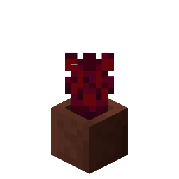 Potted Crimson Roots