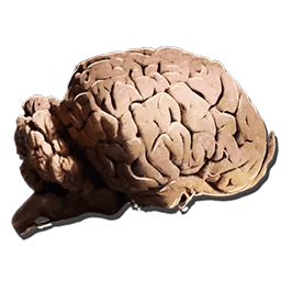 Allosaurus Brain