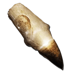 Alpha Mosasaur Tooth