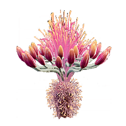 Agave Tohumları