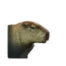 Capybara