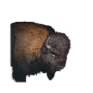 Small Wild Buffalo