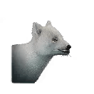 Small Snow Fox