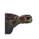Once Human Sea Turtle Icon