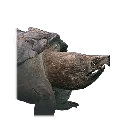 Small Snapping Turtle