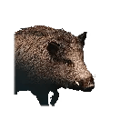 Boar