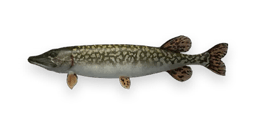 Once Human Northern Pike Icon