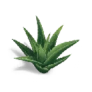 Aloe