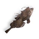 乌贼