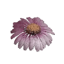 Deviated Coneflower