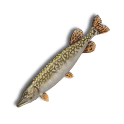 거대한 화이트파이크