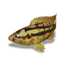 Once Human Golden Cichlid Icon