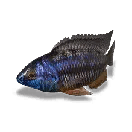 Lionhead Cichlid