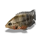 Red Cichlid