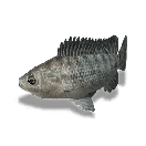 White Cichlid