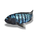 Large Blue Cichlid