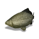 Sunfish