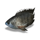 Tilapia