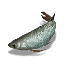 Once Human Bighead Carp (Gold Knife) Icon