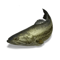 Black Bass (Pure White)