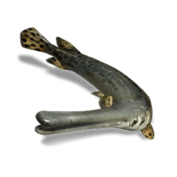 Longnose Gar