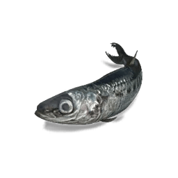 Sardine