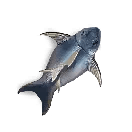 Tuna Skin