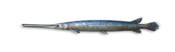 Alligator Gar