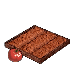 Plantação de Tomate