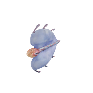 Bladderfish